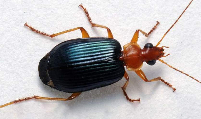 An adult ground beetle.